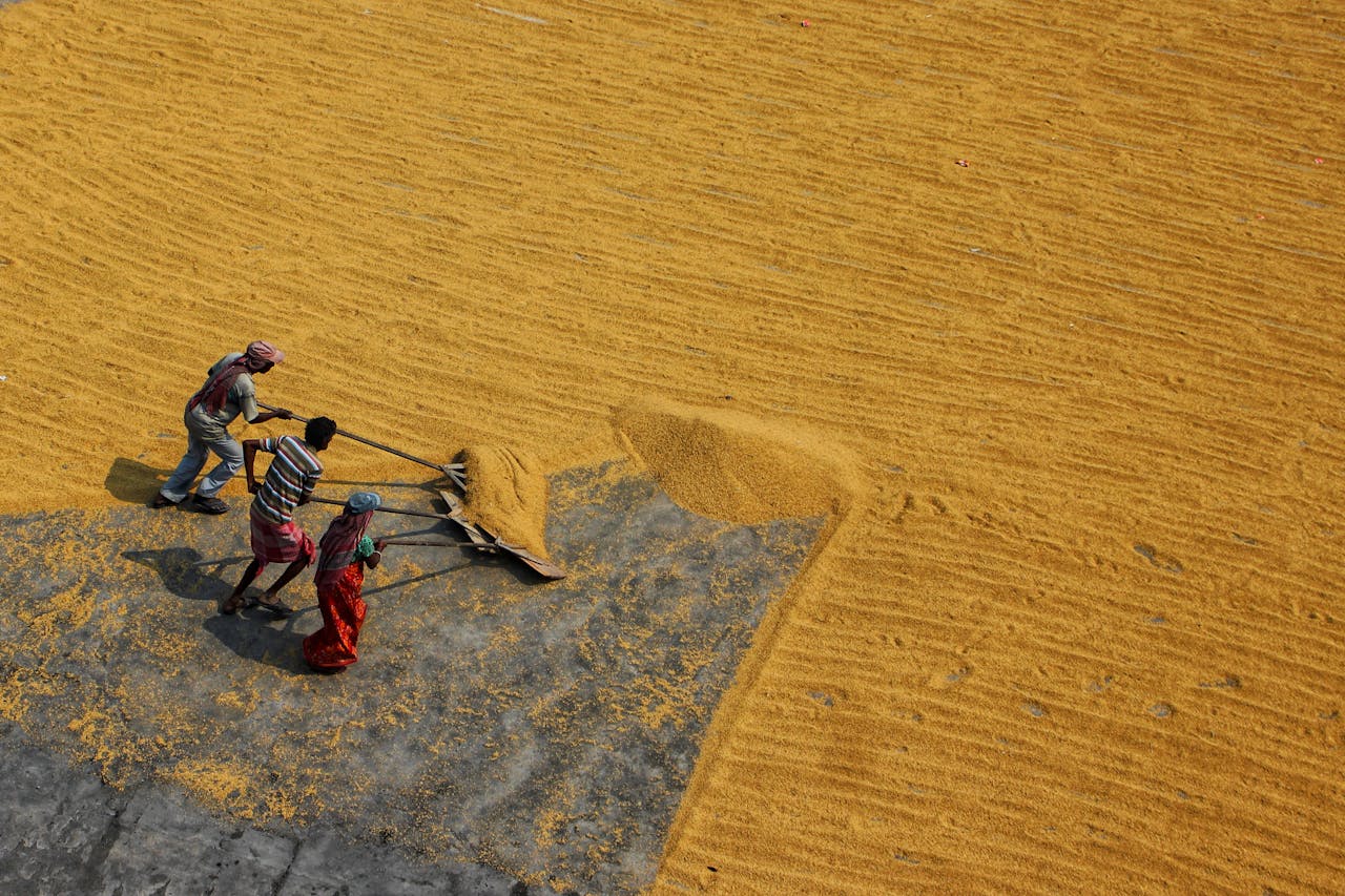 Farmers in Habra, India, working together to dry rice in the sun.
